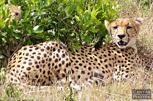 Safari Animals - Photo 2