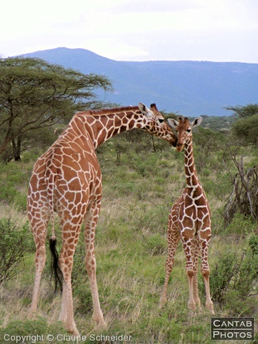 Safari Animals - Photo 6