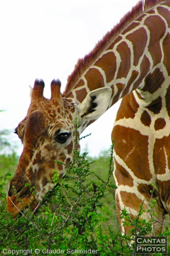 Safari Animals - Photo 8