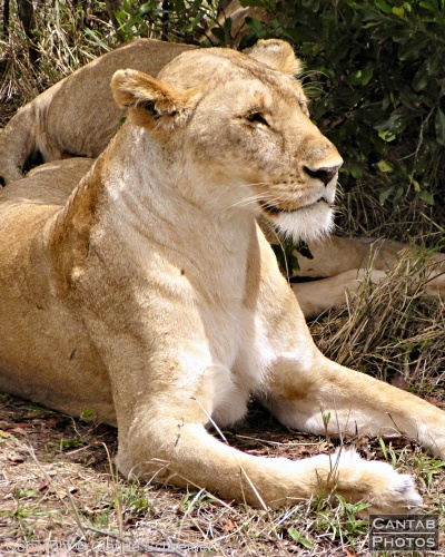 Safari Animals - Photo 12