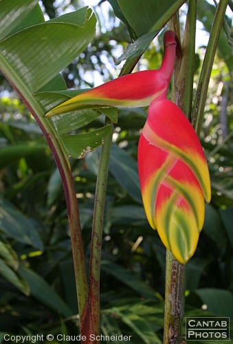 Costa Rica - Plants and Flowers - Photo 10