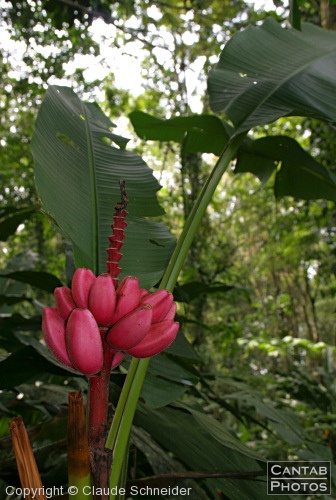Costa Rica - Plants and Flowers - Photo 15