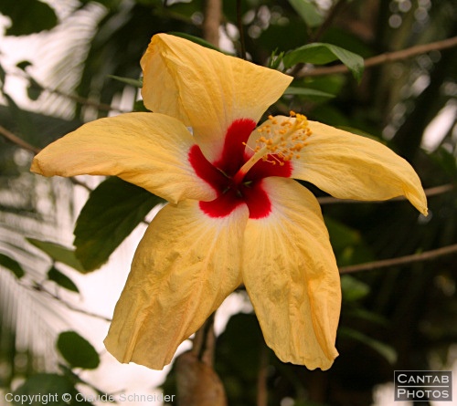 Costa Rica - Plants and Flowers - Photo 19