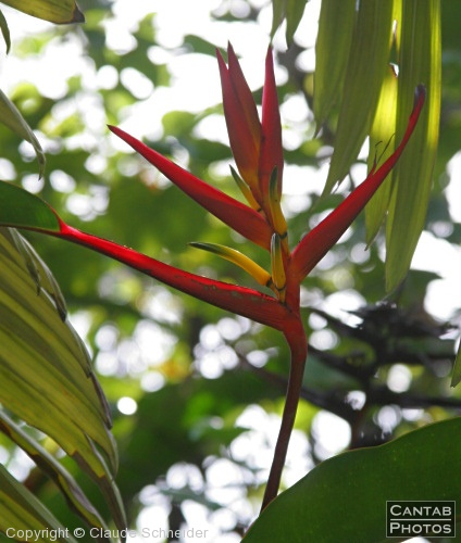 Costa Rica - Plants and Flowers - Photo 27
