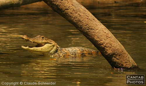 Costa Rica - Reptiles - Photo 5