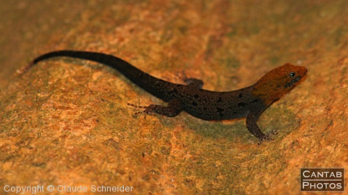 Costa Rica - Reptiles - Photo 8