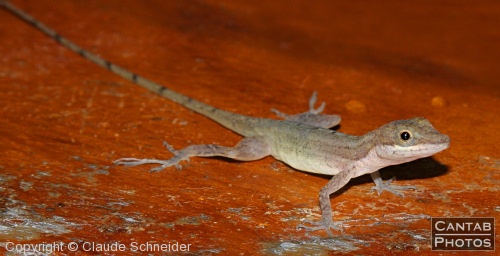 Costa Rica - Reptiles - Photo 13
