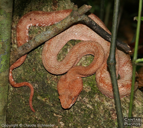 Costa Rica - Reptiles - Photo 15