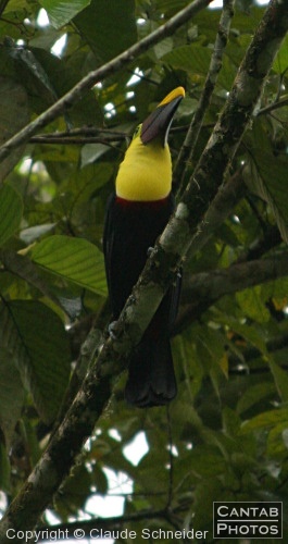 Costa Rica - Birds - Photo 1
