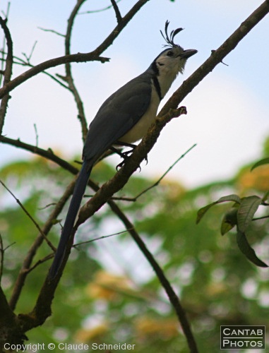 Costa Rica - Birds - Photo 2