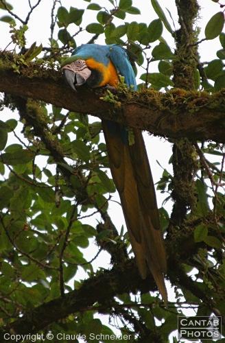 Costa Rica - Birds - Photo 4