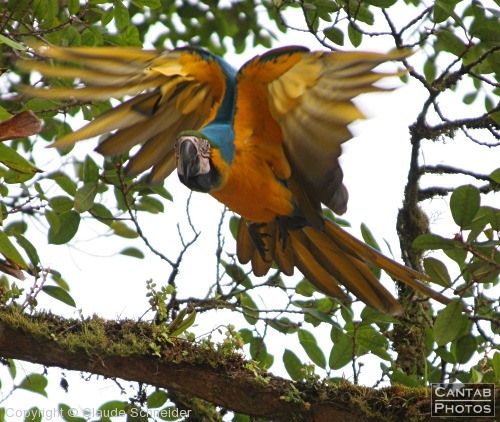 Costa Rica - Birds - Photo 5