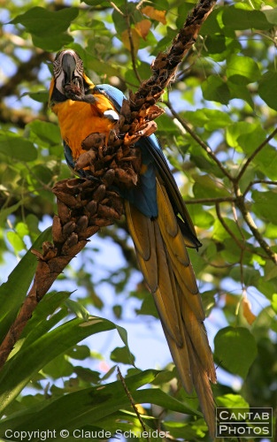 Costa Rica - Birds - Photo 7