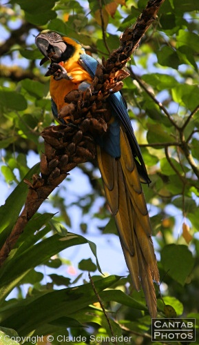 Costa Rica - Birds - Photo 8