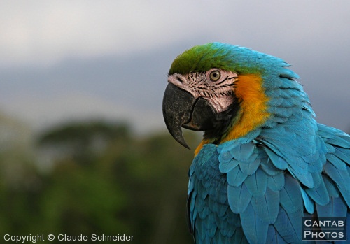 Costa Rica - Birds - Photo 9