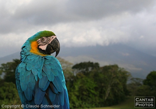 Costa Rica - Birds - Photo 10