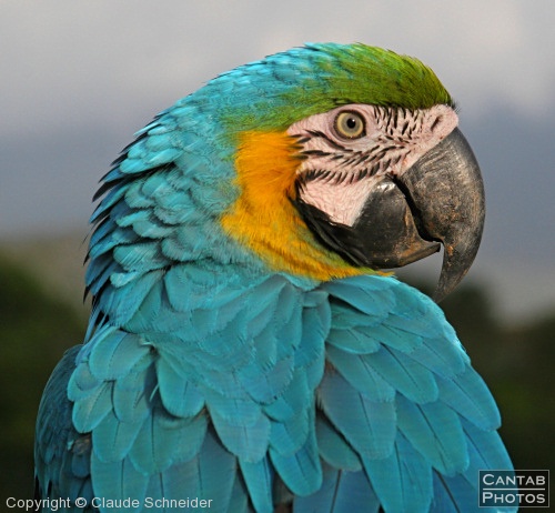 Costa Rica - Birds - Photo 11