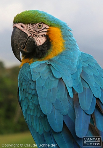 Costa Rica - Birds - Photo 12