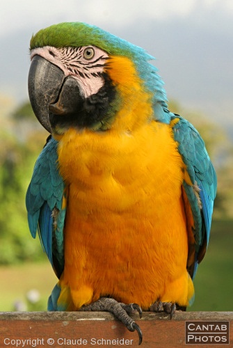 Costa Rica - Birds - Photo 13