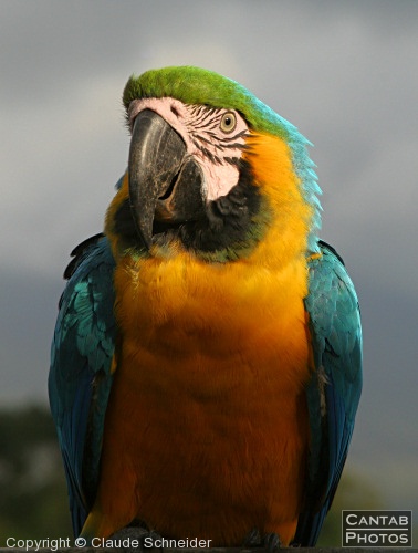 Costa Rica - Birds - Photo 14