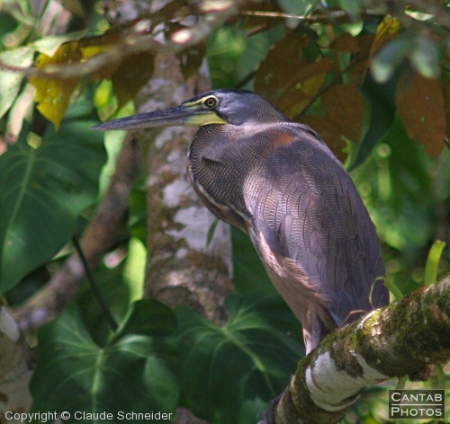 Costa Rica - Birds - Photo 15
