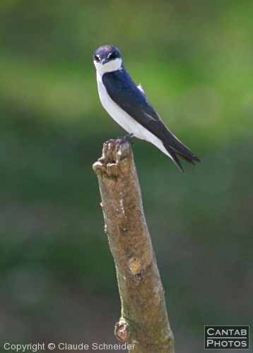 Costa Rica - Birds - Photo 16