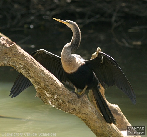 Costa Rica - Birds - Photo 17
