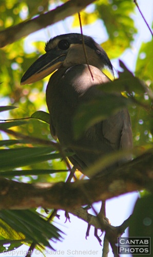Costa Rica - Birds - Photo 18