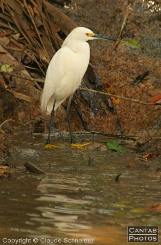 Costa Rica - Birds - Photo 20