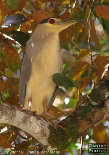 Costa Rica - Birds - Photo 21