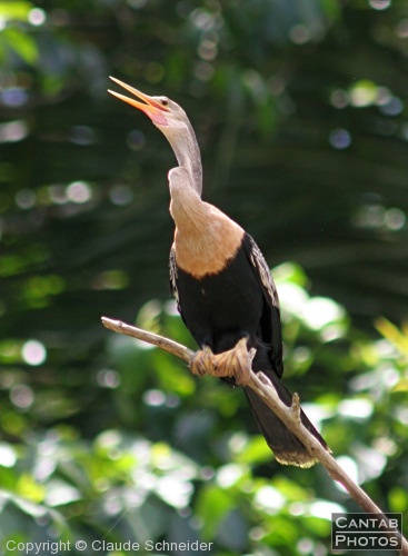 Costa Rica - Birds - Photo 24