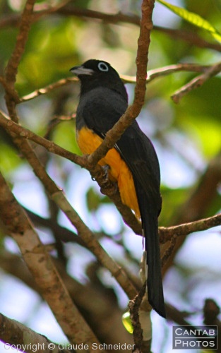 Costa Rica - Birds - Photo 25