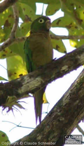 Costa Rica - Birds - Photo 26