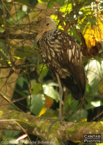 Costa Rica - Birds - Photo 27