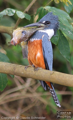 Costa Rica - Birds - Photo 28