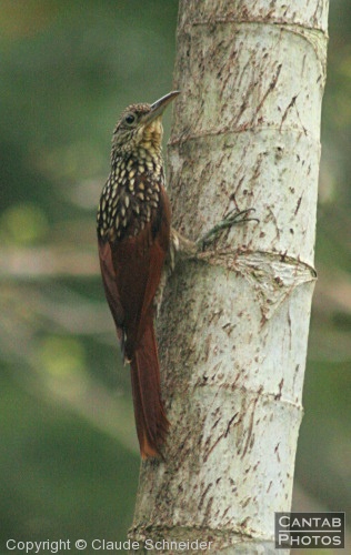 Costa Rica - Birds - Photo 29