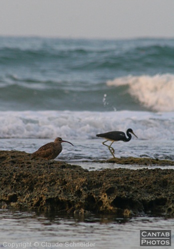 Costa Rica - Birds - Photo 32
