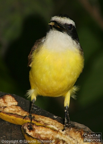 Costa Rica - Birds - Photo 35