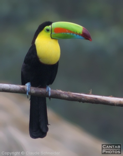Costa Rica - Birds - Photo 36