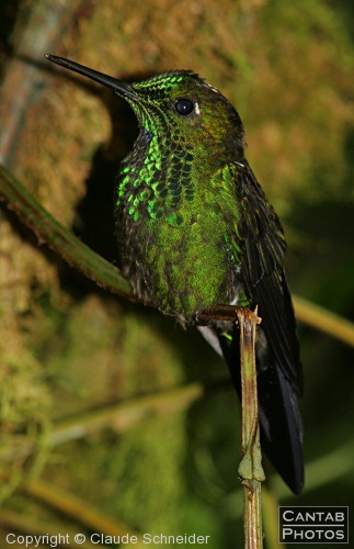 Costa Rica - Birds - Photo 37