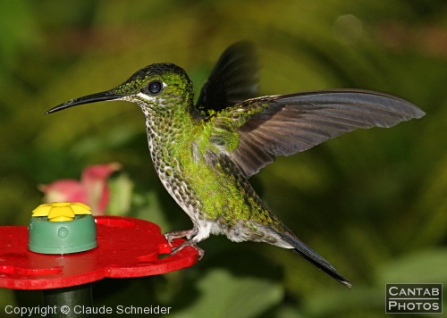 Costa Rica - Birds - Photo 39