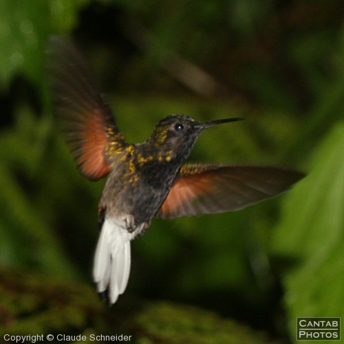 Costa Rica - Birds - Photo 40