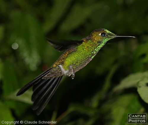 Costa Rica - Birds - Photo 41