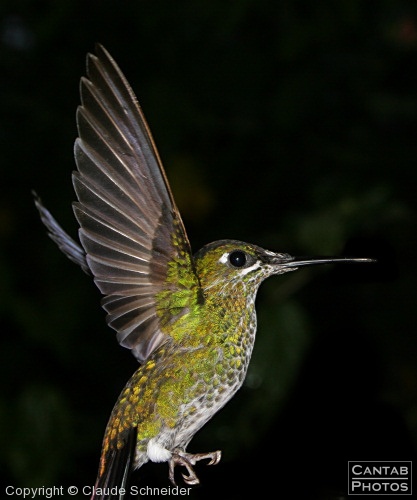 Costa Rica - Birds - Photo 42