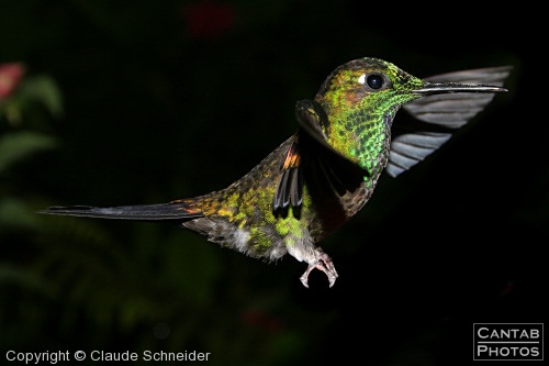 Costa Rica - Birds - Photo 43