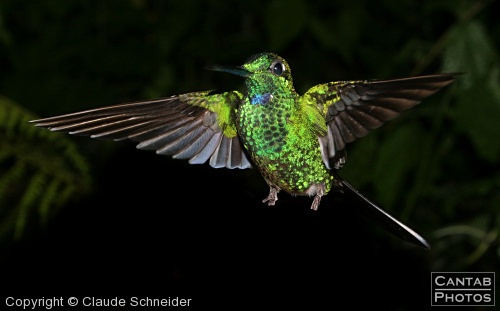 Costa Rica - Birds - Photo 44