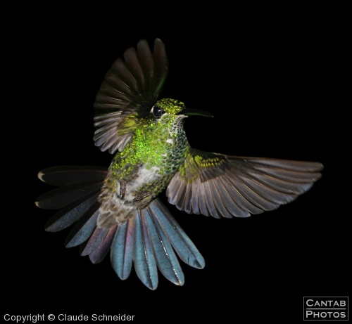 Costa Rica - Birds - Photo 45