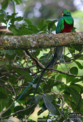 Costa Rica - Birds - Photo 46