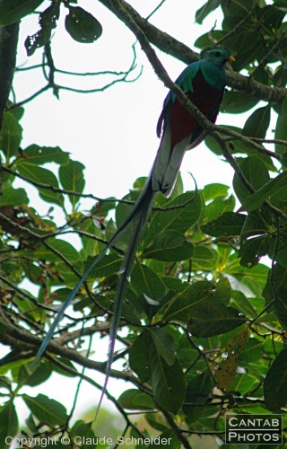 Costa Rica - Birds - Photo 47