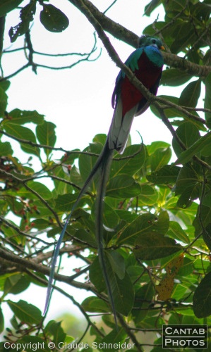 Costa Rica - Birds - Photo 48